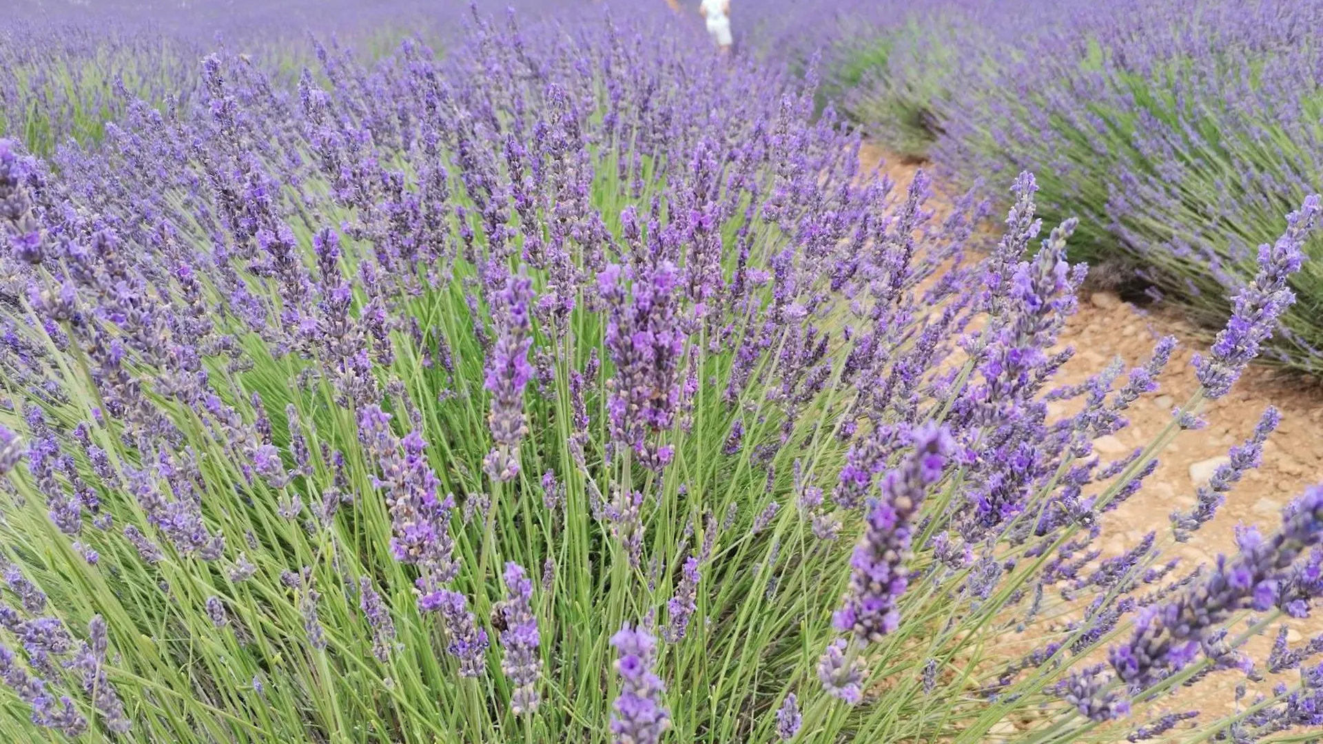 Holiday home Gite En Provence 